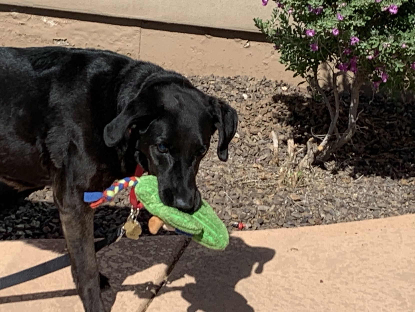 Adopt a friend: Stormy